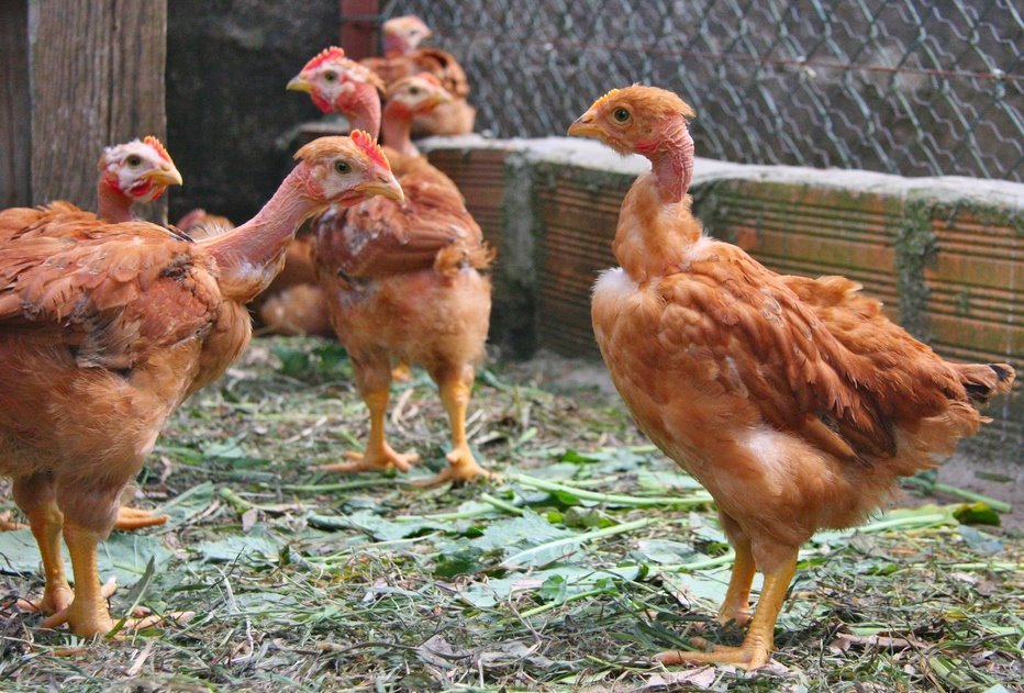 gà bến tre đá cựa sắt gà bến tre đá cựa sắt